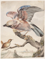 KT 2009 029
<br/>
Vlaamse gaai
<br/>
<em>Snellen van Vollenhoven, Samuel Constant (1816-1880)</em>